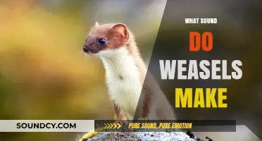 Unveiling the Mysterious Vocalizations: What Sound Do Weasels Make?