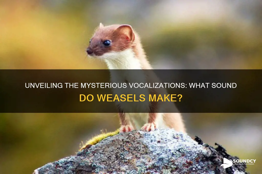 what sound do weasels make