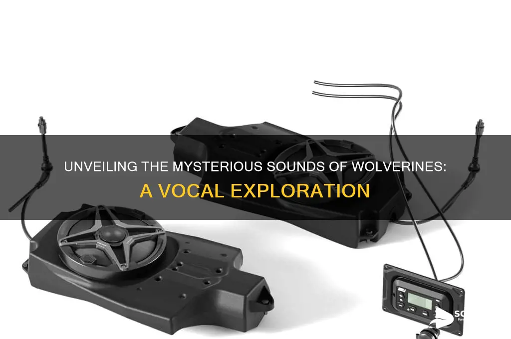 what sound do wolverines make