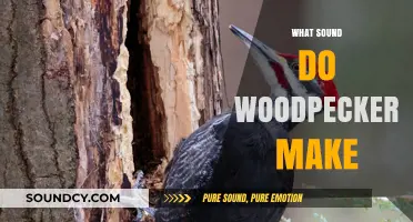 Discover the Unique Drumming and Chirping Sounds Woodpeckers Make