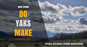 Unveiling the Unique Vocalizations: What Sound Do Yaks Make?