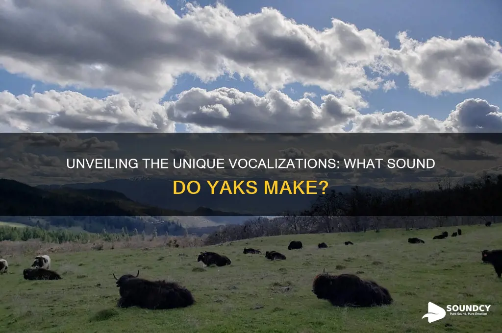 what sound do yaks make