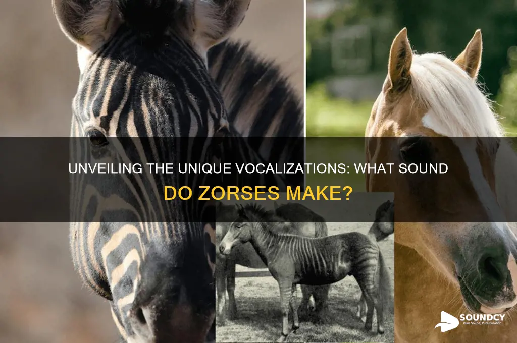 what sound do zorses make