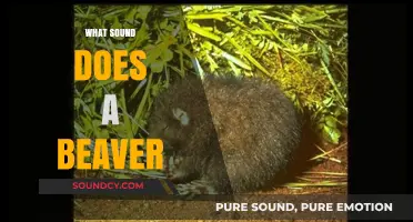 What Sound Does a Beaver Make? Exploring Their Unique Vocalizations