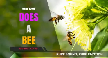 Buzzing Basics: Understanding the Unique Sound a Bee Makes