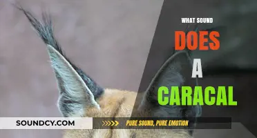 Unveiling the Unique Vocalizations: What Sound Does a Caracal Make?