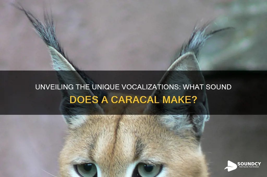 what sound does a caracal