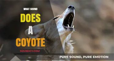 Unveiling the Mysterious Howls and Yips: What Sound Does a Coyote Make?