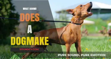 Unraveling the Canine Chorus: What Sound Does a Dog Make?