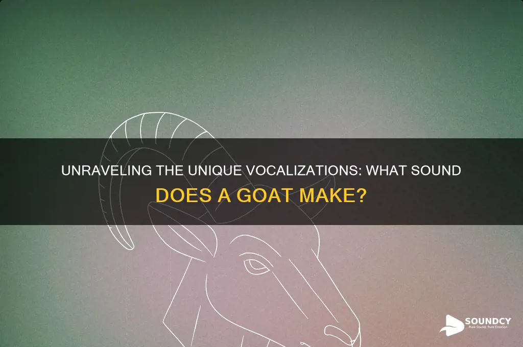what sound does a goatmake
