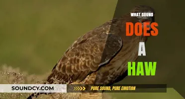 What Sound Does a Hawk Make? Unveiling the Majestic Bird's Call