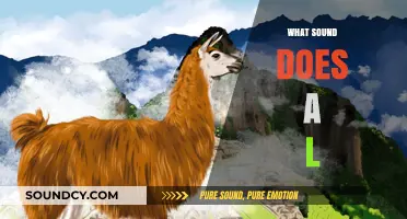 What Sound Does a Llama Make? Unveiling the Unique Vocalizations