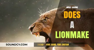 Roaring Revelations: Unveiling the Majestic Sound of a Lion's Call
