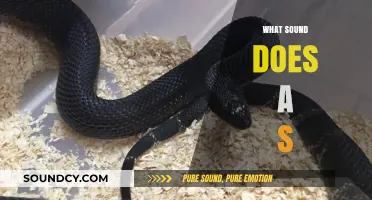 What Sound Does a Snake Make? Exploring the Hiss and Beyond