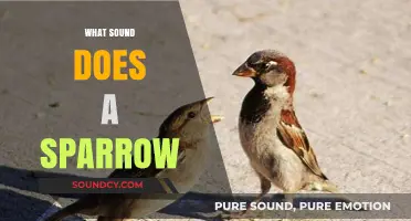 What Sound Does a Sparrow Make? Uncovering the Chirps and Calls