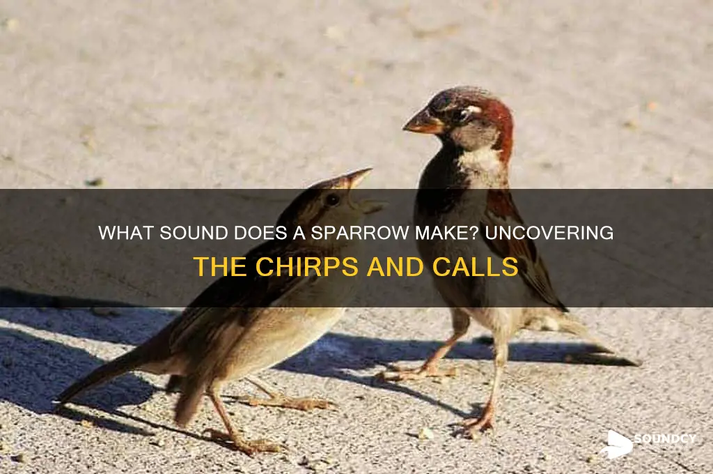 what sound does a sparrow
