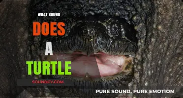 What Sound Does a Turtle Make? Unveiling Their Unique Vocalizations