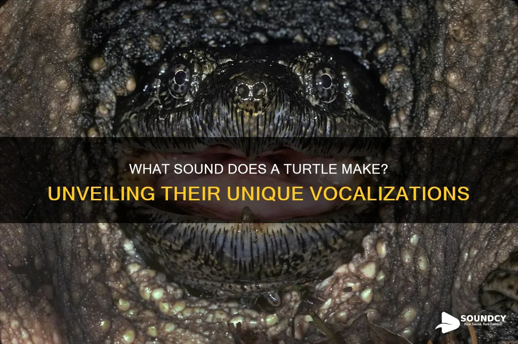what sound does a turtle
