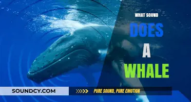 What Sound Does a Whale Make? Exploring the Majestic Songs of the Sea