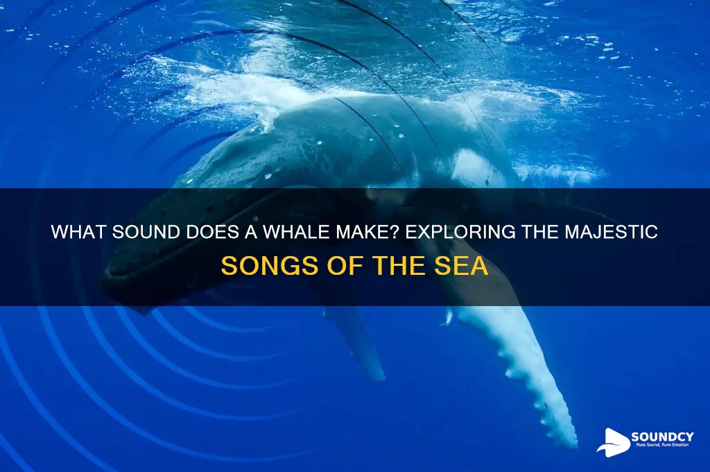 what sound does a whale