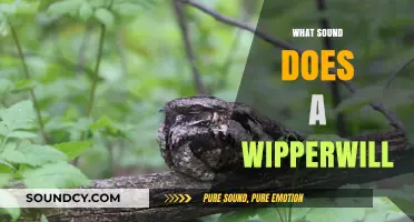 Unveiling the Mystical Call: What Sound Does a Whip-poor-will Make?