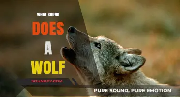 What Sound Does a Wolf Make? Unveiling the Howl's Mystery