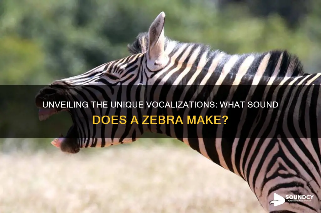 what sound does a zebramake