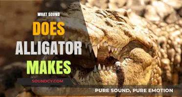 Unveiling the Mysterious Sounds: What Noise Does an Alligator Make?