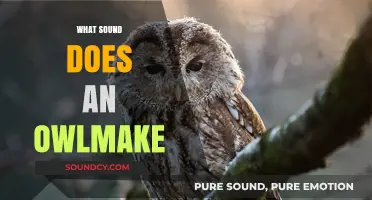 Unveiling the Mysterious Hoots: What Sound Does an Owl Make?