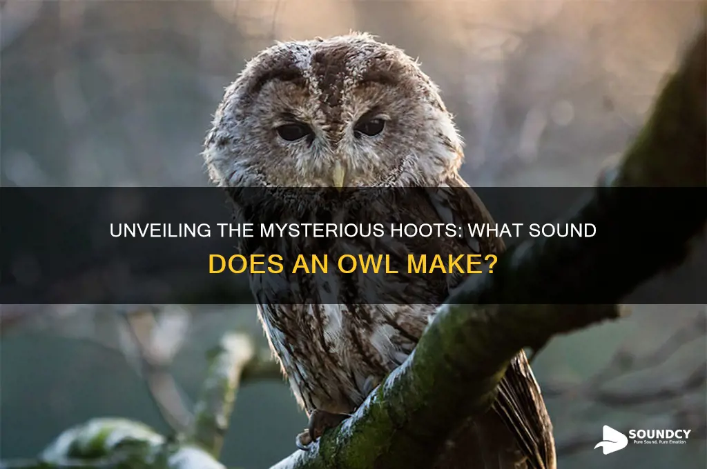 what sound does an owlmake