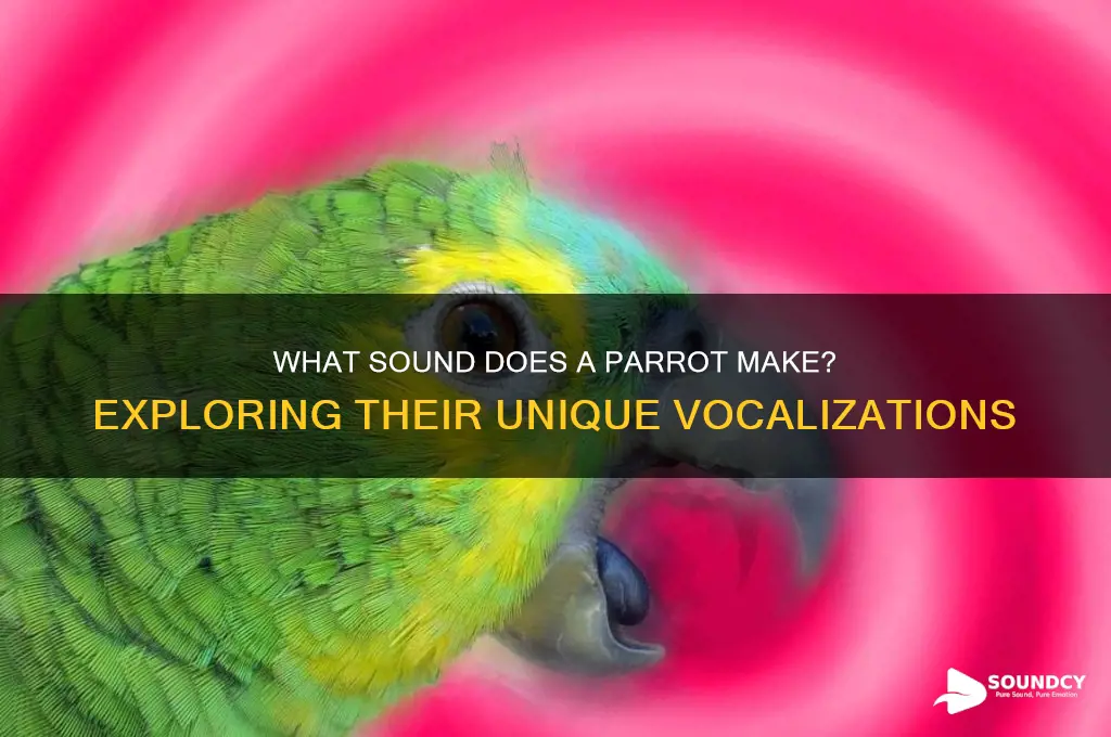 what sound does an parrotmake