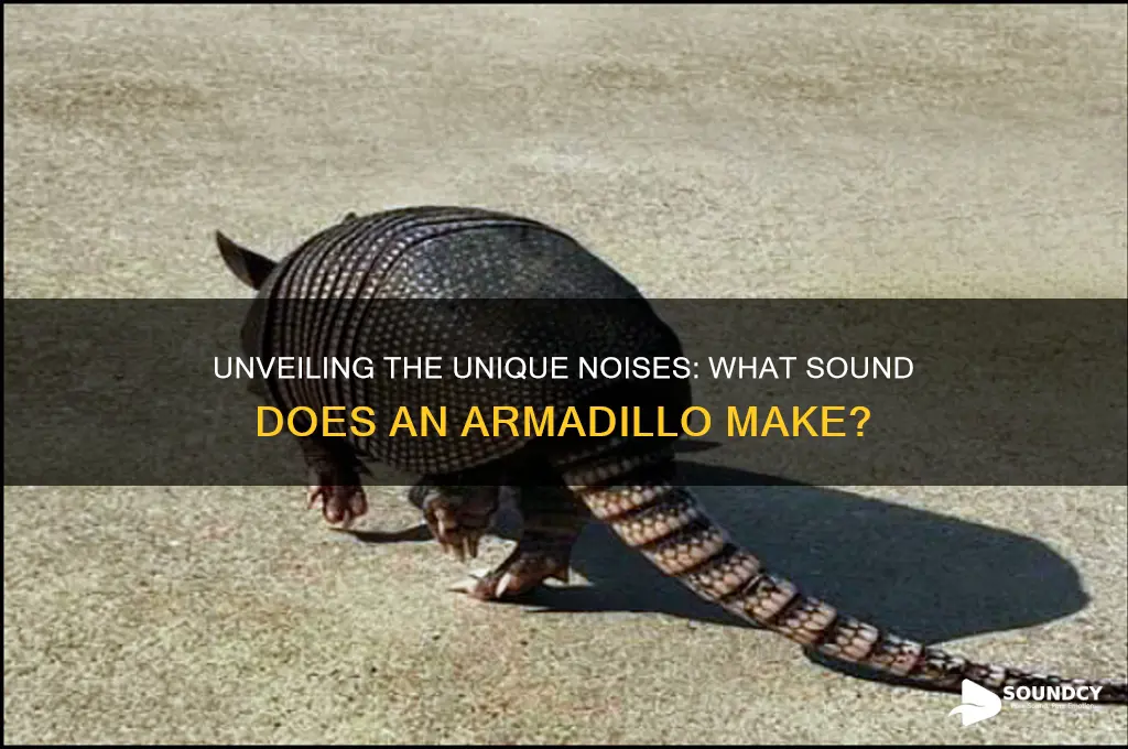 what sound does armadillo make