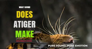 Roaring Revelations: Unveiling the Powerful Sounds of Tigers in the Wild