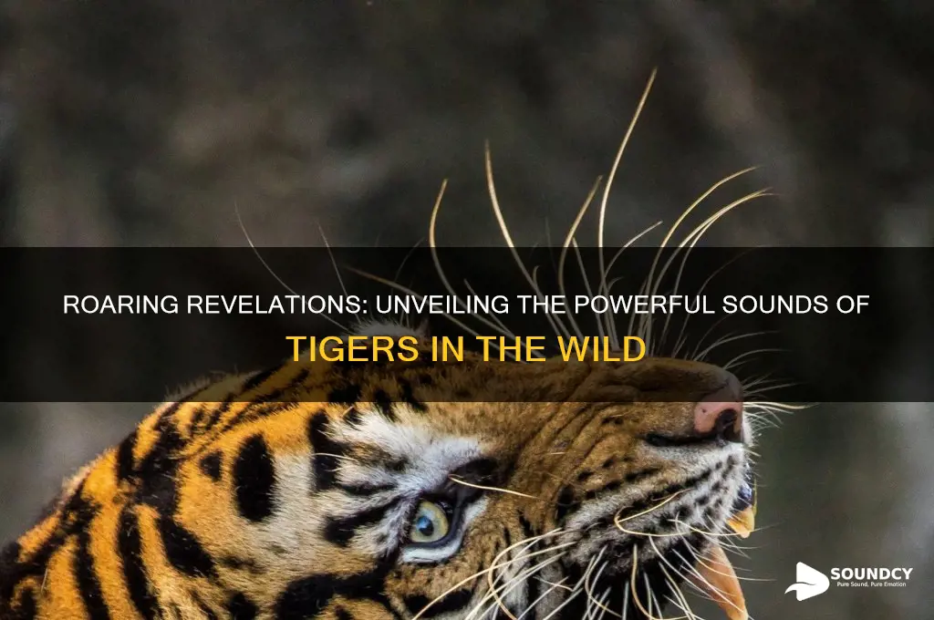 what sound does atiger make