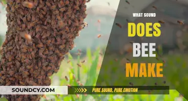 Buzzing Basics: Understanding the Unique Sound Bees Make