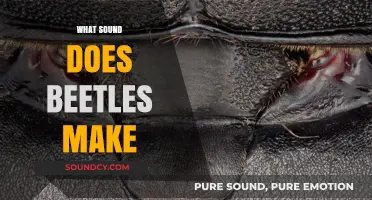 Unveiling the Surprising Sounds of Beetles: What They Really Make