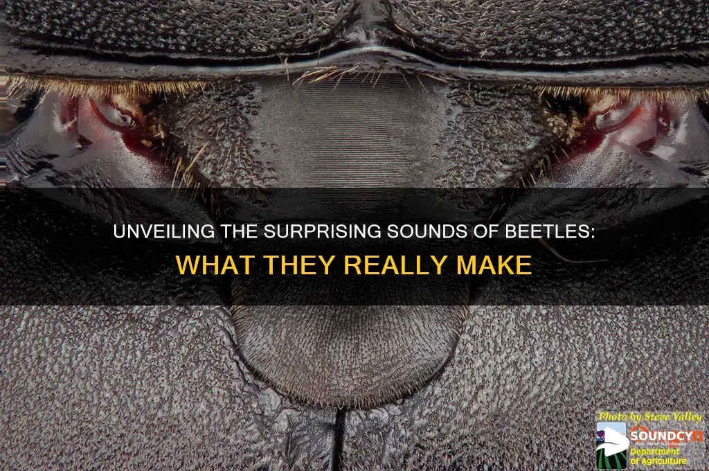 what sound does beetles make