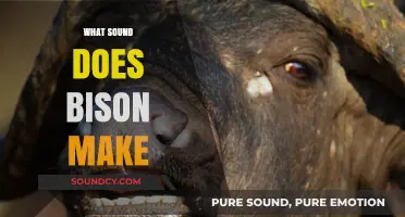 Unveiling the Unique Vocalizations: What Sound Does a Bison Make?