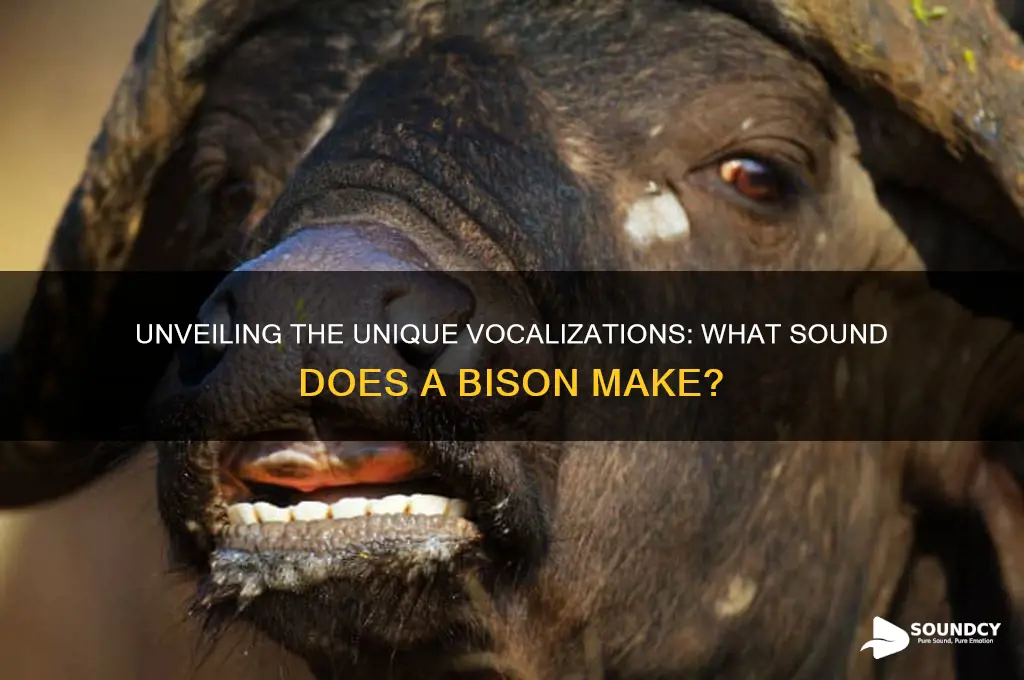 what sound does bison make