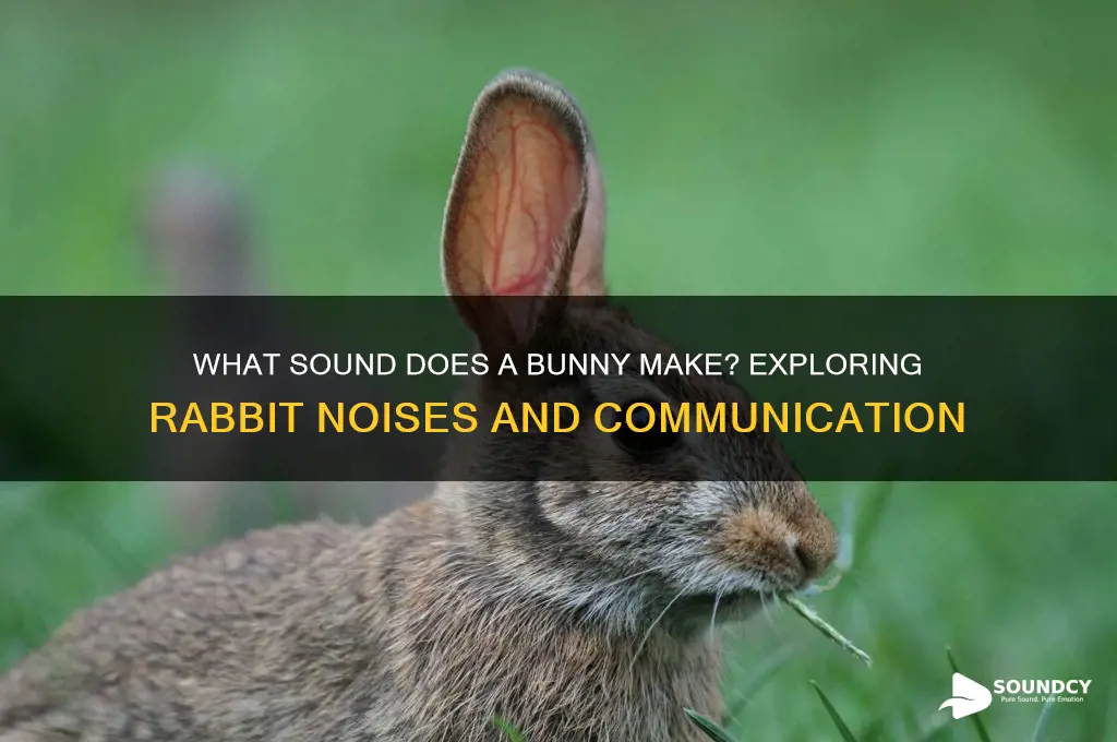 what sound does bunny make