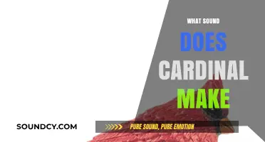 Discover the Unique Sound of a Cardinal: A Bird's Song Explained