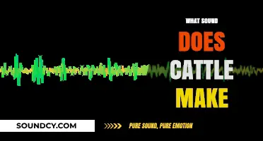 Understanding Cattle Sounds: Decoding the Unique Noises Cows and Bulls Make