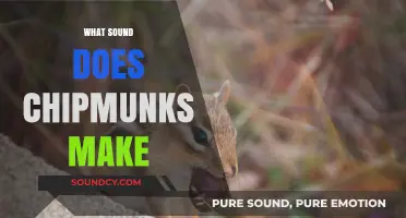Discover the Unique Chirps and Chatter of Chipmunks: Their Sounds Explained