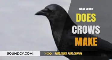 Unraveling the Mystery: What Sound Does a Crow Make?