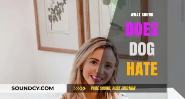 Uncovering the Noises That Drive Dogs Crazy: Sounds to Avoid