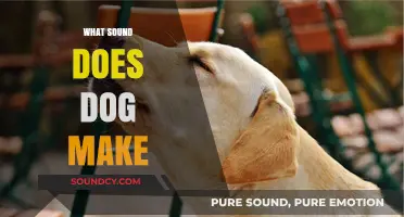 Understanding the Unique Sounds Dogs Make: Barks, Whines, and More Explained