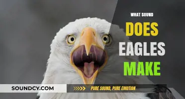 Unveiling the Majestic Calls: What Sound Does an Eagle Make?