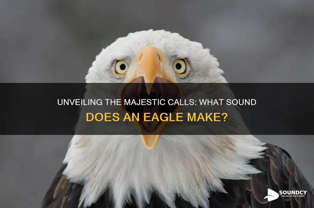 what sound does eagles make