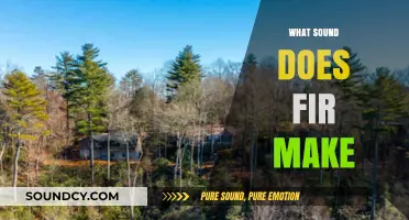 The Subtle Sounds of Fir: Unveiling Nature's Whispers in the Forest