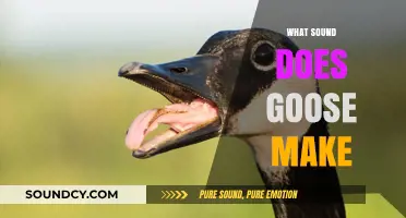 Honk or Hiss? Decoding the Unique Sounds of Geese